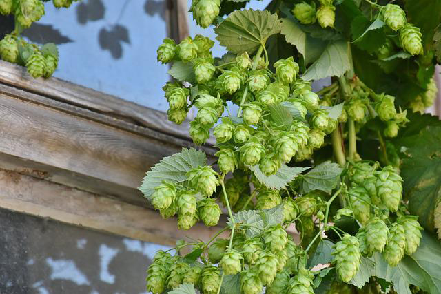 Bild_Hopfen